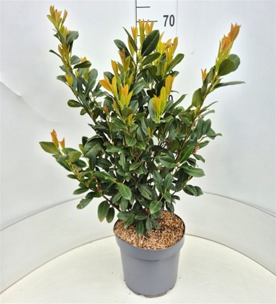 Prunus Laurocerasus Titan