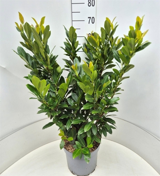 Prunus Laurocerasus Titan