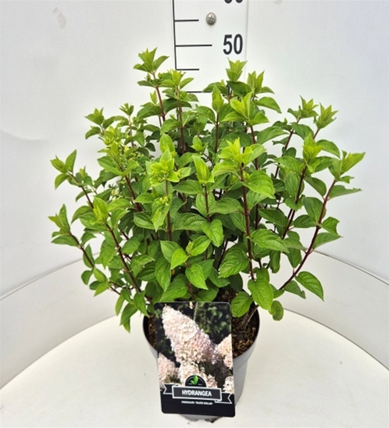 Hydrangea Paniculata Silver Dollar