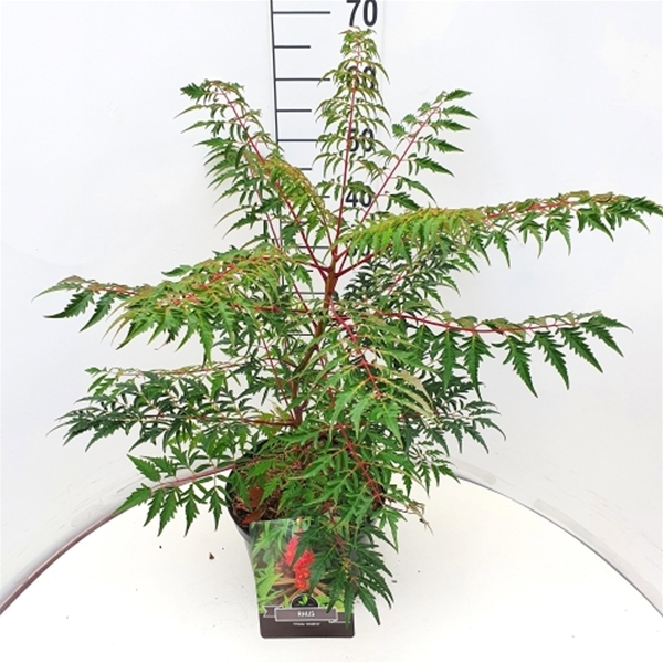 Rhus Glabra Laciniata