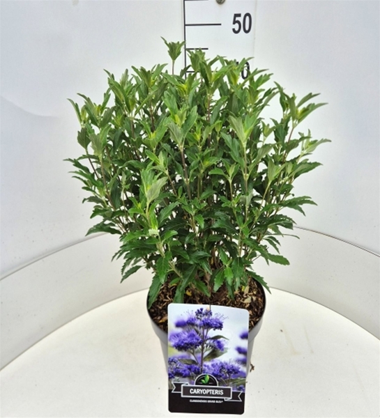 Caryopteris  Clandonensis Grand Bleu