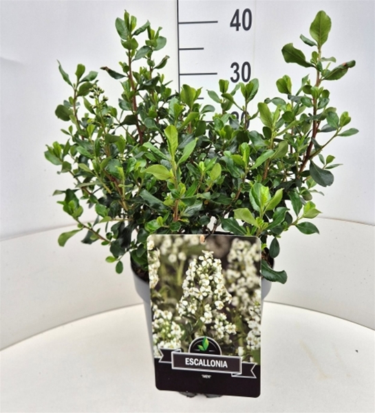 Escallonia Lveyi