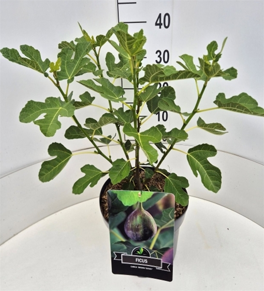 Ficus Carica Brown Turkey