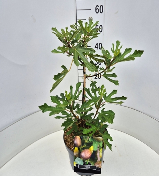Ficus Carica Little Miss Figgy