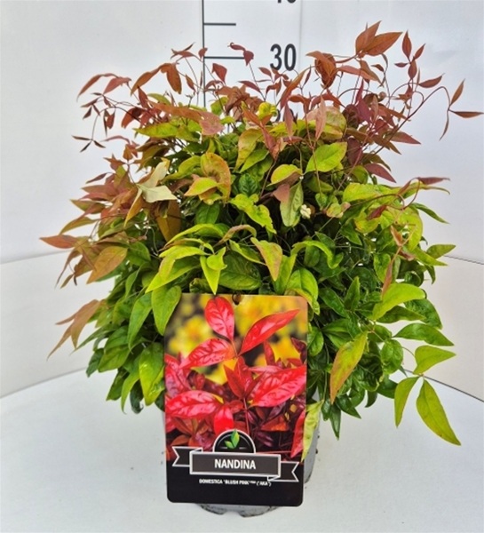 Nandina Domestica Blush Pink