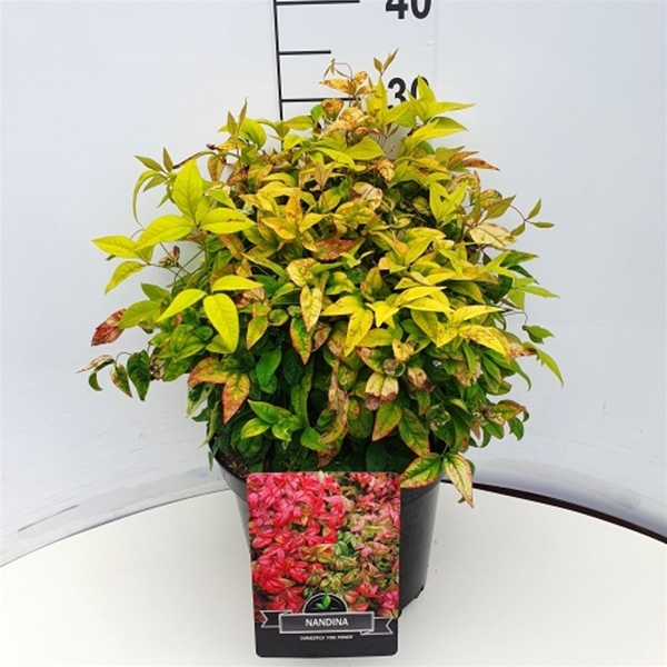 Nandina Domestica Firepower