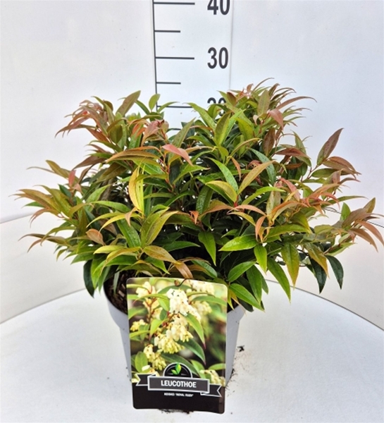 Leucothoe Keiskei Royal Ruby