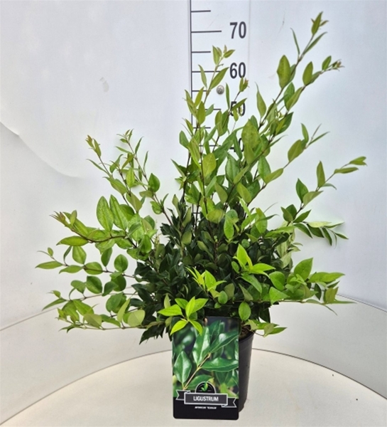 Ligustrum Lucidum
