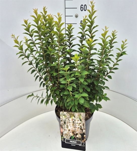 Prunus Tomentosa