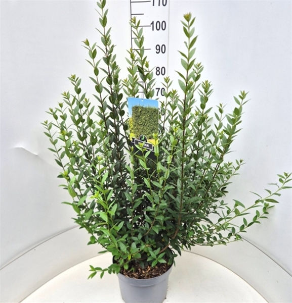 Ligustrum Vulgare Atrovirens