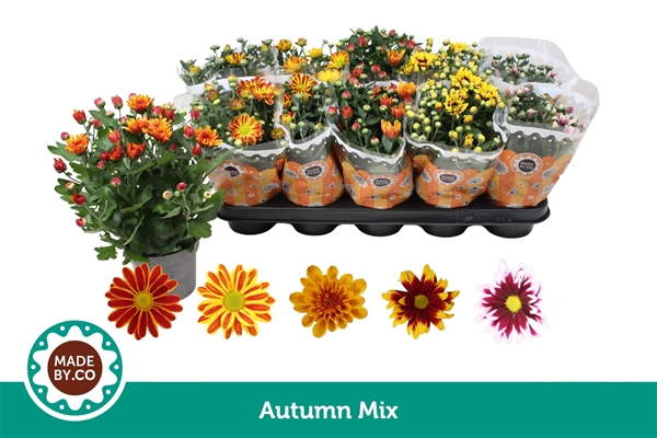 Chrysanthemum Special Herbst Mix