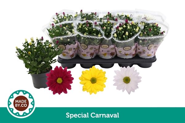 Chrysanthemum Carnaval