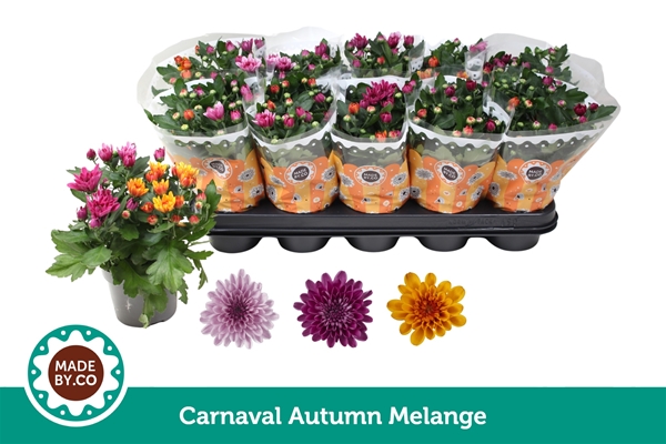 Chrysant Carnaval Autumn Melange