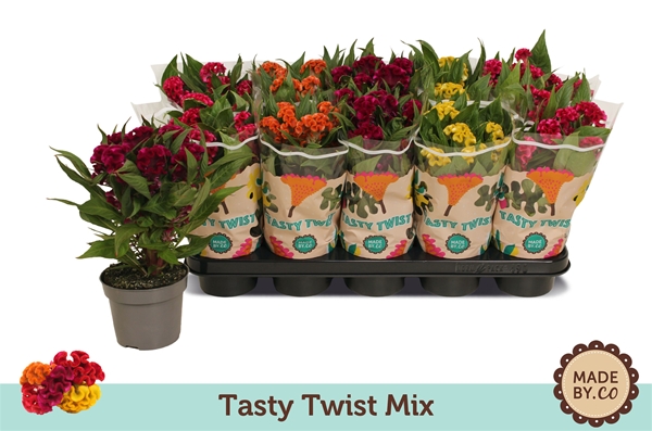 Celosia Tasty Twist Mix