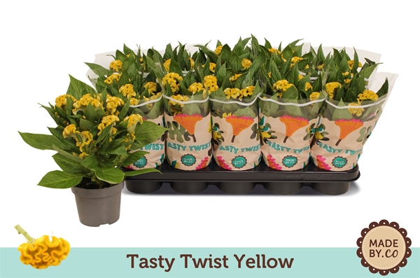 Celosia Tasty Twist Yellow