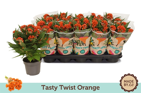 Celosia Tasty Twist Orange