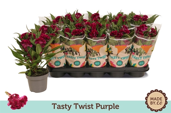 Celosia Tasty Twist Purple