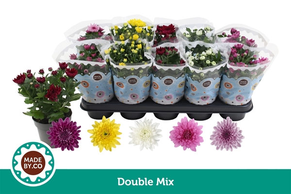 Chrysanthemum Gefüllt Mix 