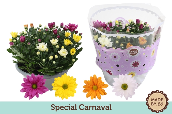 Chrysanthemum Carnaval