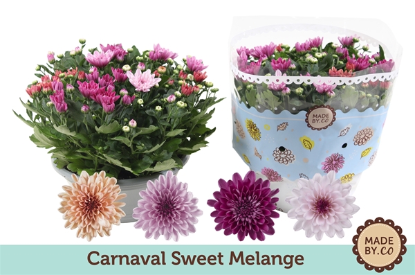 Chrysanthemum Melange Carnaval