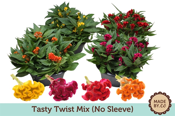 Celosia Tasty Twist Mix