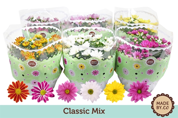 Chrysanthemum Mix
