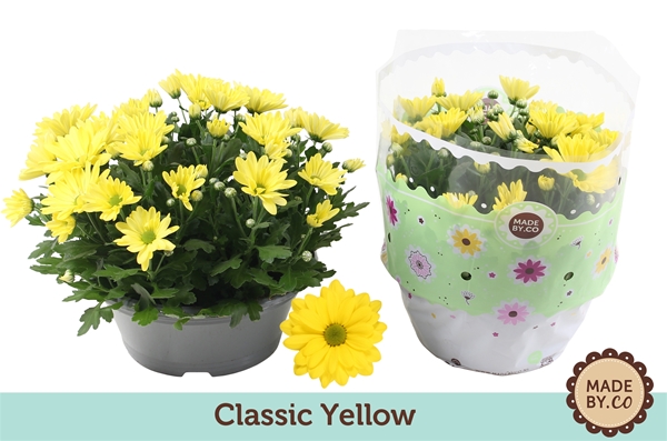 Chrysant classic yellow