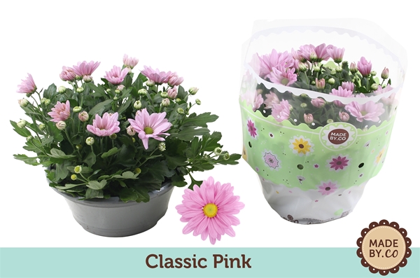Chrysant classic pink