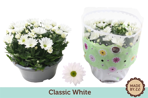 Chrysant classic white