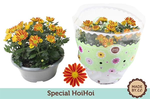 Chrysant classic hoihoi