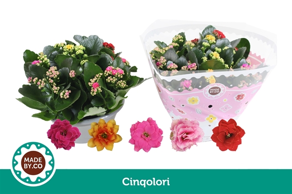 Kalanchoe Calandiva Special Tricolori 