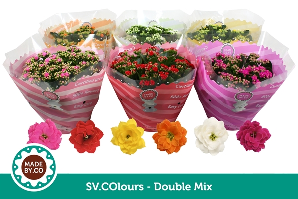 Kalanchoe Calandiva Mix
