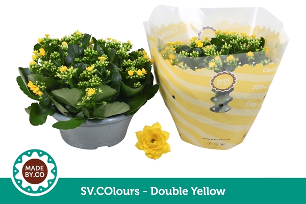 Kalanchoe Calandiva Gelb