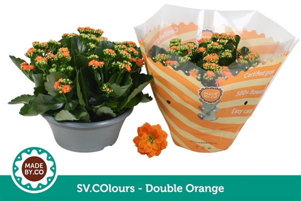 Kalanchoe Calandiva Orange