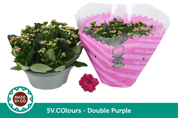 Kalanchoe Calandiva Violett