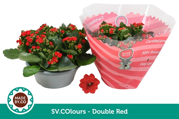Kalanchoe Calandiva Rot