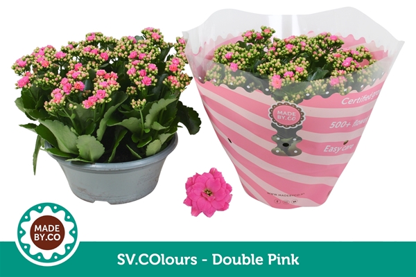 Kalanchoe Calandiva Pink