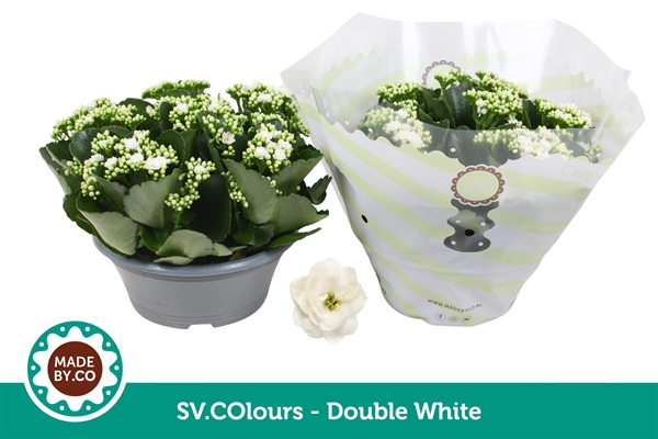 Kalanchoe Calandiva Weiss