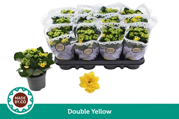 Kalanchoe Calandiva Gelb