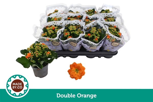 Kalanchoe Calandiva Orange