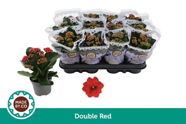 Kalanchoe Calandiva Rot
