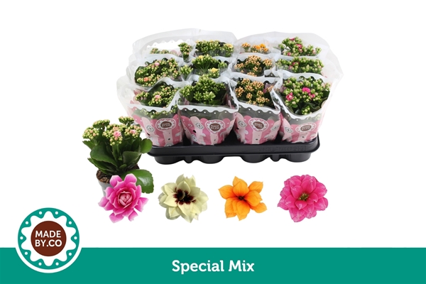 Kalanchoe Calandiva Special Mix
