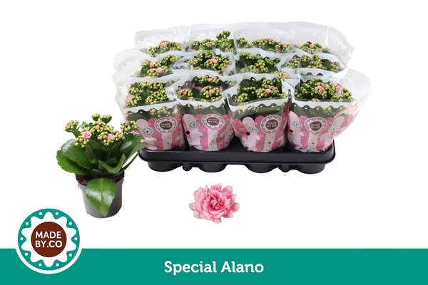Kalanchoe Special Alano