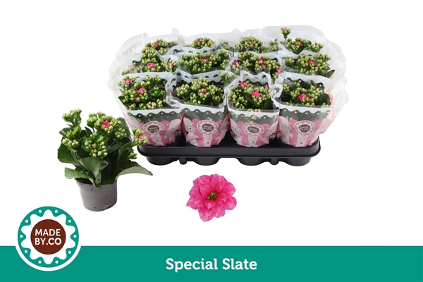 Kalanchoe Special Slate