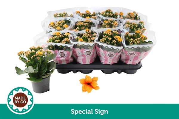 Kalanchoe Special Sign