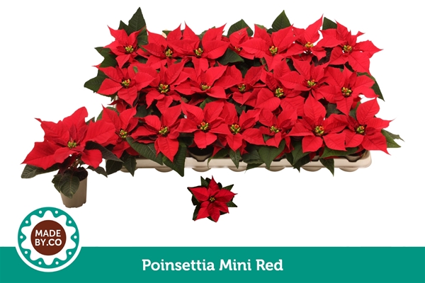 Euphorbia Poinsettia Christmas Feelings