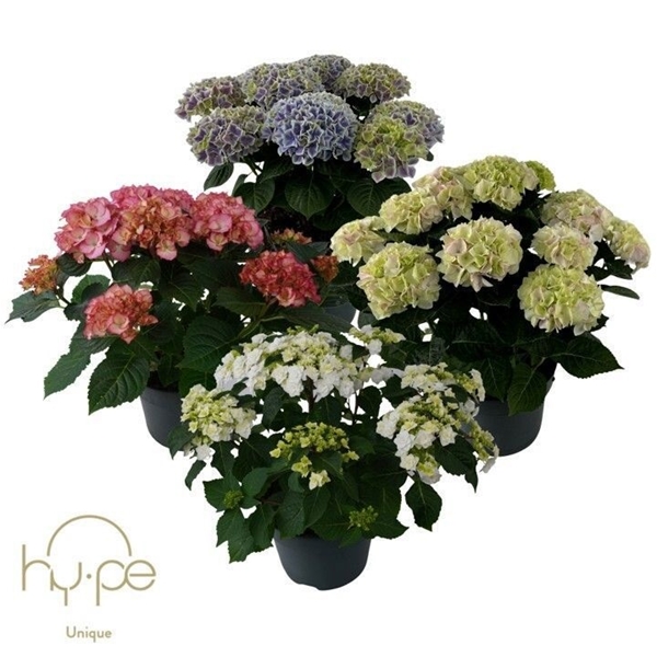 Hydrangea Macrophylla Unique Mix 10+ 
