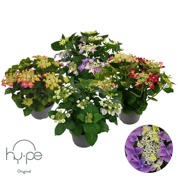Hydrangea Macrophylla Lacecap Mix 7+