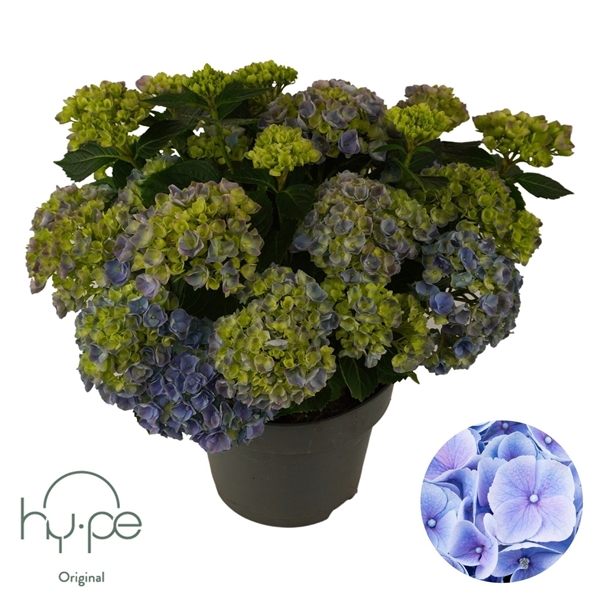 Hydrangea Macrophylla Mophead Blue 10+ 