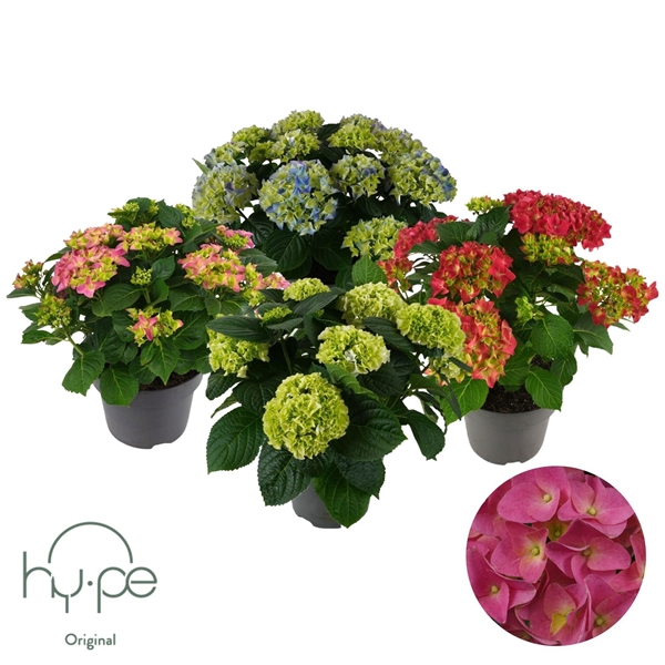 Hydrangea Macrophylla Mophead Mix 10+
